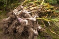 Garlic. Bunch of fresh raw dirty organic garlic harvest in garden on ground Royalty Free Stock Photo