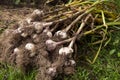 Garlic. Bunch of fresh raw dirty organic garlic harvest in garden on ground Royalty Free Stock Photo