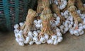 Garlic bunch after harvest tied to easy for store and sale