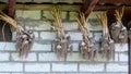 Garlic in bundles dried under roof of rural house