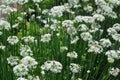 Garlic Chives Allium tuberosum and Honeybees