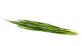 Garlic chives Allium tuberosum isolated on white background Royalty Free Stock Photo