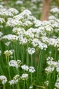 Garlic chives, Allium tuberosum, sea of white starry flowers Royalty Free Stock Photo