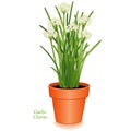 Garlic Chives, clay flower pot Royalty Free Stock Photo
