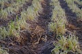 Garlic chives died from herbicide application, prepare for new crop planting Royalty Free Stock Photo