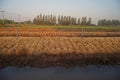 Garlic chives died from herbicide application, prepare for new crop planting Royalty Free Stock Photo