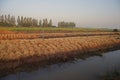 Garlic chives died from herbicide application, prepare for new crop planting Royalty Free Stock Photo