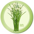 Garlic Chives Icon Royalty Free Stock Photo