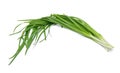 Garlic chives isolated on white background Royalty Free Stock Photo