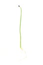 Garlic chives or scallion microgreen shoots close up on white background. Green onion young sprouts. Royalty Free Stock Photo