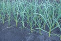 Garlic close-up. Garlic plantation, even rows of green stems. ÃÂllium satÃÂ­vum Royalty Free Stock Photo