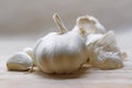 Garlic bulb portrait in kitchen.