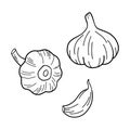 Garlic clove hand drawn vector illustration set. Vegetable line art. Engraved style object isolated on white. Great for Royalty Free Stock Photo