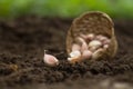 Garlic clove on soil with basket Royalty Free Stock Photo