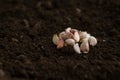 Garlic clove on soil after harvest at organic farm. Royalty Free Stock Photo