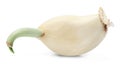 Garlic clove with sprout