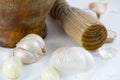Garlic Royalty Free Stock Photo