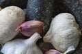 Garlic cloves and bulbs in a granite mortar and pestle Royalty Free Stock Photo