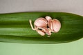 Garlic cloves on a green textured tropical leaf. Royalty Free Stock Photo