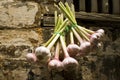 Garlic cloves hanging out of a window Royalty Free Stock Photo