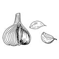 Garlic and cloves isolated on white background. Vector hand drawn sketch illustration in dooodle outline style. Spice, vegetable Royalty Free Stock Photo