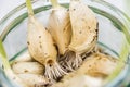 Garlic cloves sprouting leaves and roots in water in a glass jar
