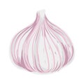 Garlic Colorful Illustration
