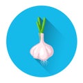 Garlic Colorful Vegetable Icon