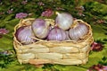 Garlic in a crib. Royalty Free Stock Photo