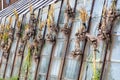 The garlic crop dries in the sun.Garlic is tied in bundles and hung on the greenhouse. July 2021, Russia.