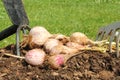 Garlic digging from garden Royalty Free Stock Photo