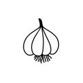 Garlic doodle icon, vector illustration