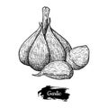 Garlic drawing. Isolated on white background.