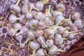 Garlic dries after pruning and harvesting under the warm rays of the sun