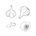 Garlic in the engraving style