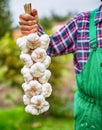 Garlic. Farmer in the garden holding bunch of garlic Royalty Free Stock Photo