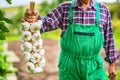 Garlic. Farmer in the garden holding bunch of garlic Royalty Free Stock Photo
