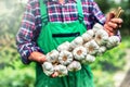 Garlic. Farmer in the garden holding bunch of garlic Royalty Free Stock Photo