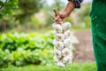 Garlic. Farmer in the garden holding bunch of garlic Royalty Free Stock Photo