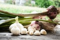 Garlic field Background garlic pieces