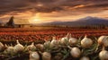 garlic field Royalty Free Stock Photo