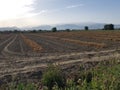 Garlic field in Granada with Sierra Nevada in the background Royalty Free Stock Photo