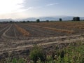 Garlic field in Granada with Sierra Nevada in the background