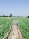 Garlic field irrigation