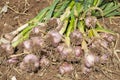 Garlic field