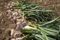 Garlic field