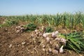 Garlic field