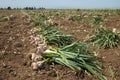 Garlic field Royalty Free Stock Photo