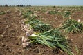 Garlic field