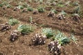 Garlic field